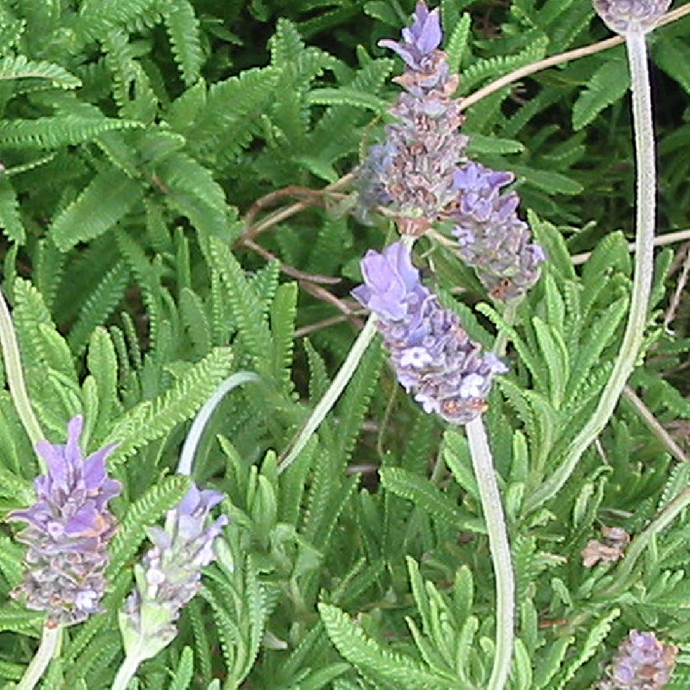 Des images de diff�rentes plantes